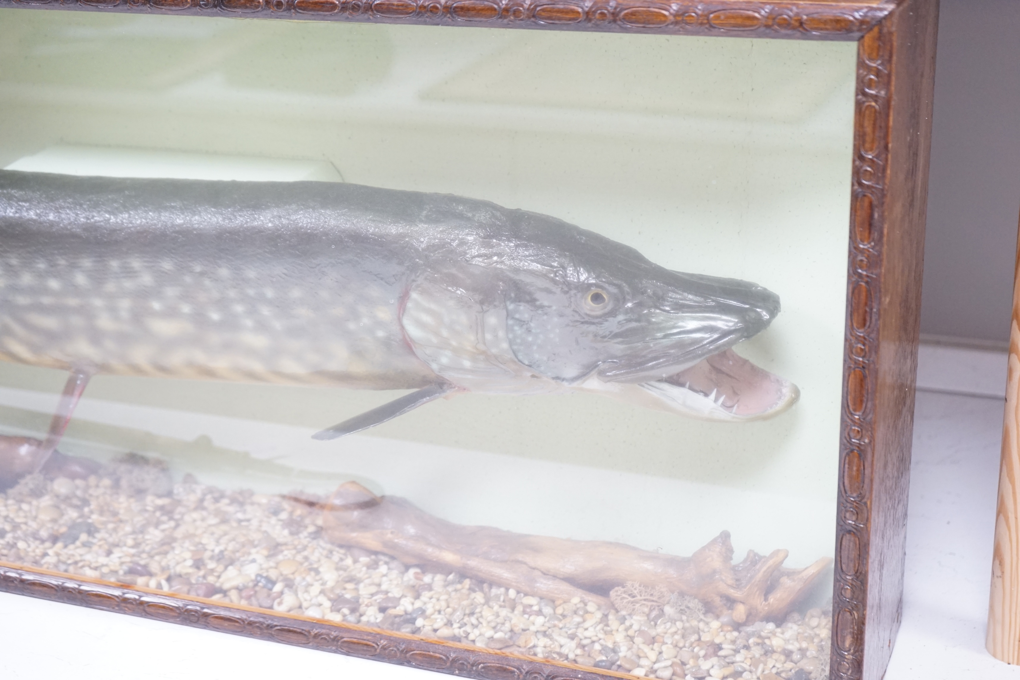 A cased taxidermy pike, 14lb caught by J Canner R Severn, case 41 x 103cm. Condition - good